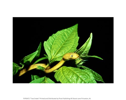 Framed Tree Snake Print
