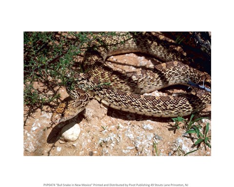 Framed Bull Snake in New Mexico Print