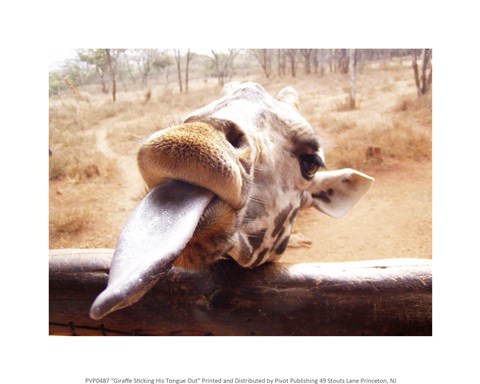 Framed Giraffe Sticking His Tongue Out Print
