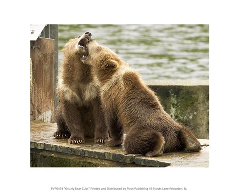 Framed Grizzly Bear Cubs Print