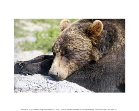 Framed Grizzly Bear Lying with His Head Down Print