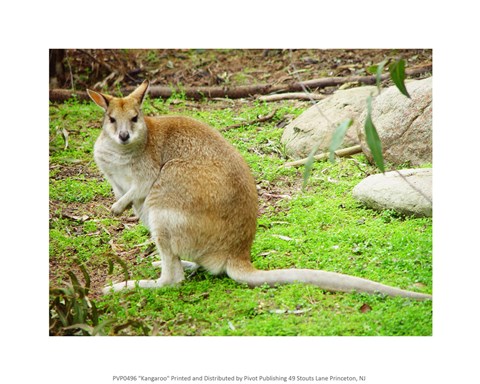 Framed Kangaroo Outdoors Print