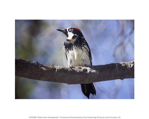 Framed Male Acorn Woodpecker Print
