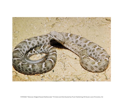 Framed Mexican Ridged Nose Rattlesnake Print