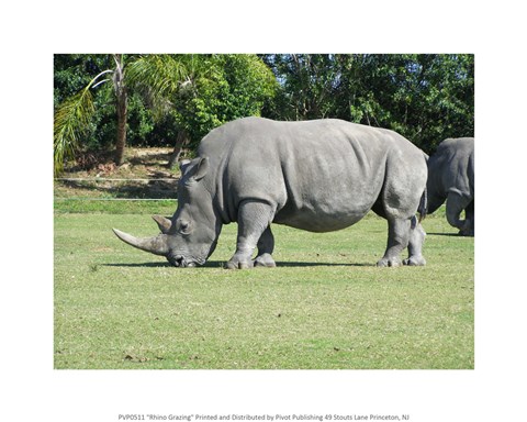 Framed Rhino Grazing Print