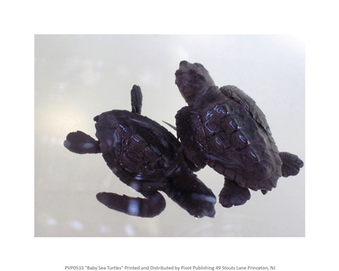 Framed Baby Sea Turtles Print