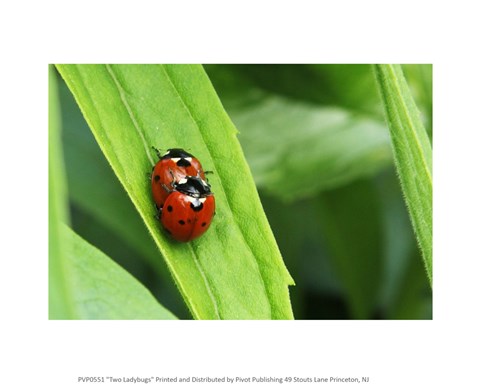 Framed Two Ladybugs Print