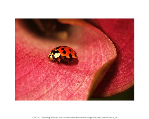 Framed Ladybug On Leaves Print
