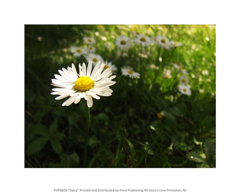Framed Daisy Print