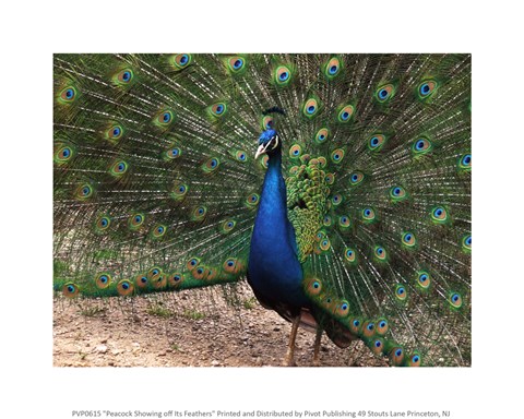 Framed Peacock Showing off Its Feathers Print