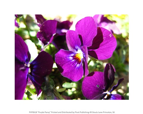 Framed Purple Pansy Print