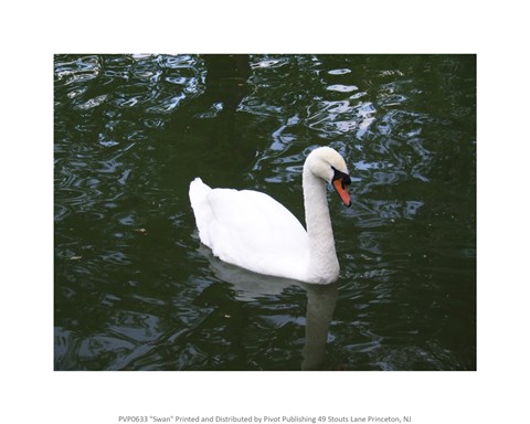 Framed Swan Print