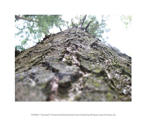 Framed Treebark Print