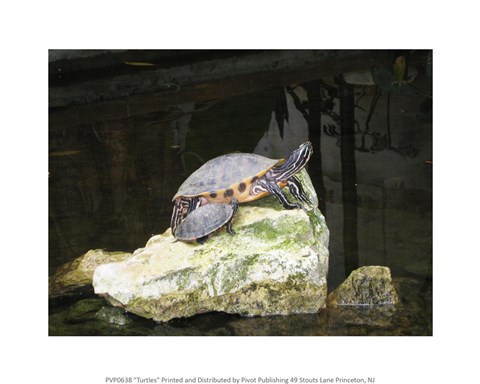 Framed Turtles Print