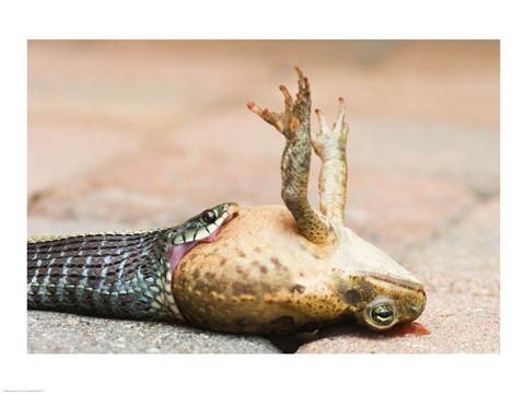 Framed Close-up of a snake eating a frog Print