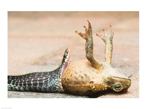 Framed Close-up of a snake eating a frog Print