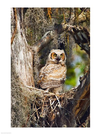 Framed Great Horned Owl in a Tree Print