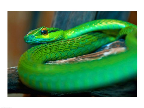 Framed Parrot snake Print