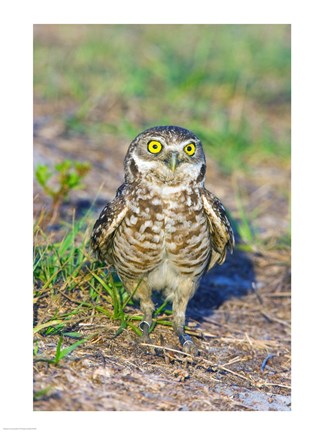 Framed Burrowing owl Print