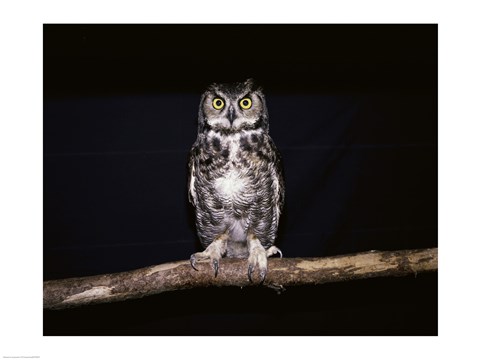 Framed Barred Owl Print