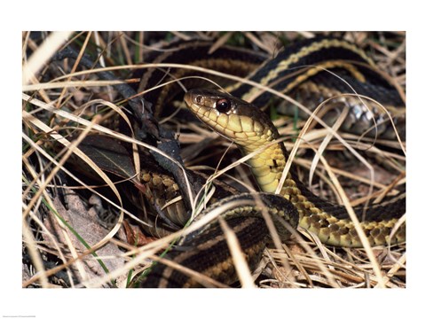Framed Eastern Garter Snake Print