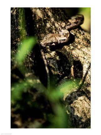 Framed Close-up of a snake on the branch of a tree Print
