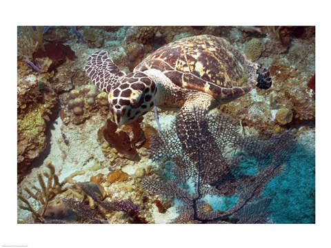 Framed Hawksbill Turtle Print