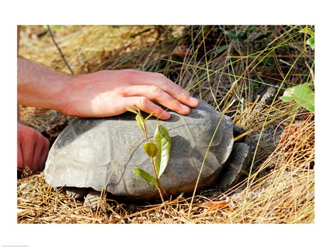 Framed Gopher Tortoise Print