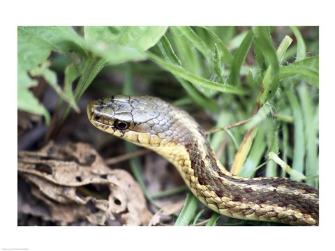 Framed Garter Snake Print