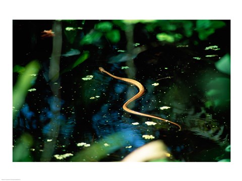 Framed Snake in the water Print