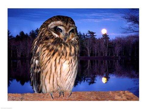 Framed Barred Owl perching on a log Print