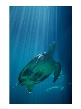 Framed Green Sea Turtle - underwater Print