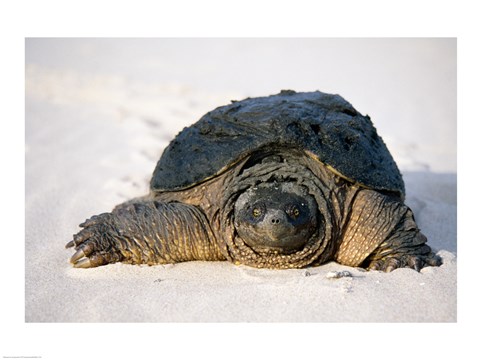 Framed Freshwater turtle on sand Print