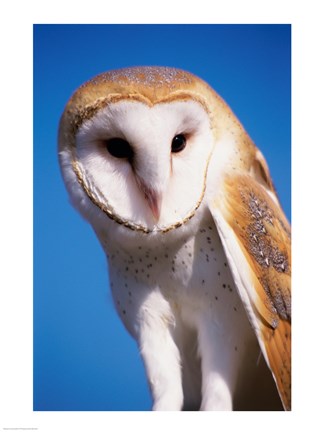 Framed Barn Owl Close Up Print