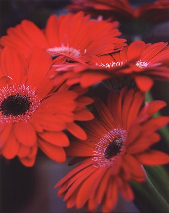 Framed Red Gerbera Daisies I Print