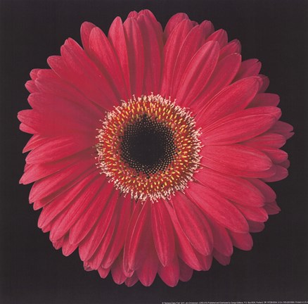 Framed Gerbera Daisy Pink Print