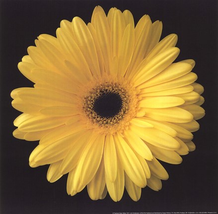 Framed Gerbera Daisy Yellow Print