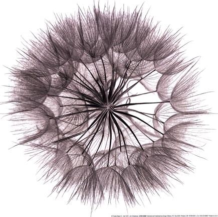 Framed Goat's Beard IV Print