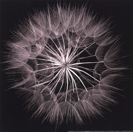 Framed Goat's Beard V Print