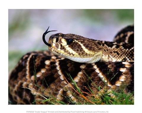 Framed Snake Tongue Print