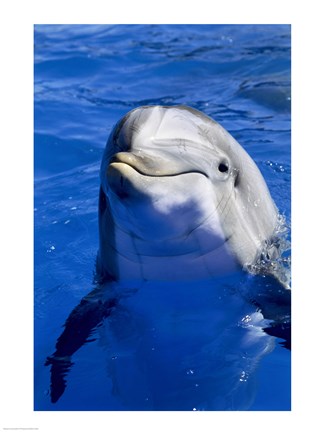 Framed Dolphins Sea World San Diego, California USA Print