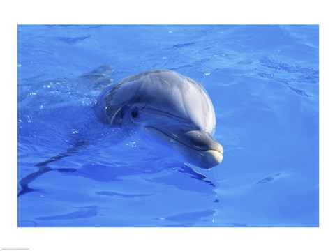 Framed Dolphins Sea World San Diego, California, USA Print