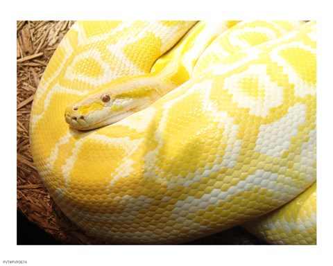 Framed Albino Burmese Python Print