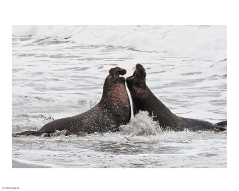 Framed Alpha Seals Print