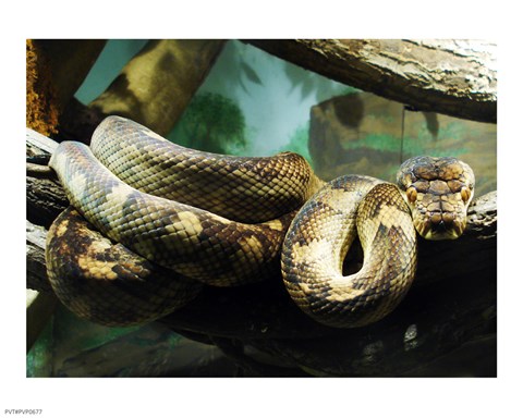 Framed Amethystine Python Print