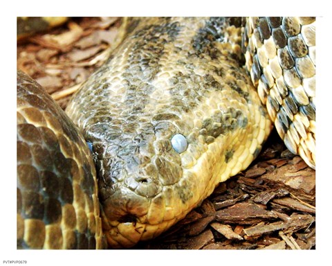 Framed Anaconda Head Print