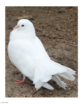 Framed Animal Farm  Dove Print