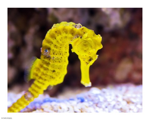 Framed Birch Aquarium Print