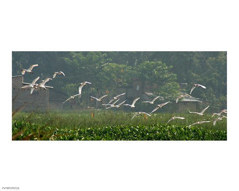 Framed Cattle Egrets Print