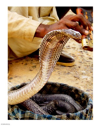 Framed Cobra in Basket Print